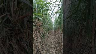 Co 16030 new sugarcane variety performing very well new automobile fourwheelers innovampvnature [upl. by Dawes871]