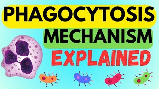 INSIDE THE PHAGOCYTOSIS MECHANISM  EXPLAINED IN 1 MINUTE AND MADE EASY [upl. by Lonier]