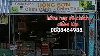 chim cảnh hồng sơn mỹ phước hôm nay về chích chòe lửa [upl. by Eixirt]