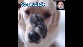 ❤️Só saudade❤️Eu queria ser CIVILIZADO como os animais ROBERTO CARLOS [upl. by Nnaxor]