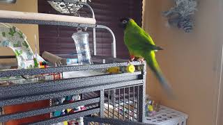 Molly the Nanday Conure  Pacing and Screaming [upl. by Ardnassak31]