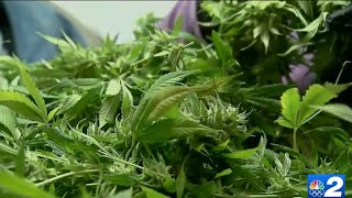 Potential relief for local businesses as Florida nears marijuana legalization vote [upl. by Arata594]