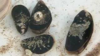 blue mussel timelapse for 6 hrs [upl. by Havens]