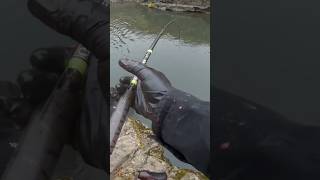 Klickitat River Fall Salmon subscribe river trending [upl. by Kayley]