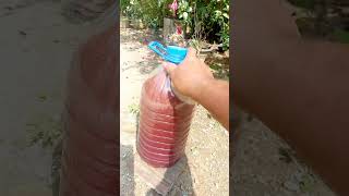 photosynthesis bacteria psb pupuk pertanian shortvideo [upl. by Nissie]