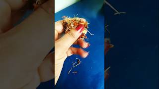 🥰😊😊Propagation of Marigold from dry flower marigold winter flowering plant gardening [upl. by Mattson]