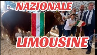 MOSTRA NAZIONALE BOVINO RAZZA LIMOUSINE e CHAROLAIS AGRIUMBRIA BASTIA UMBRA [upl. by Gisser]