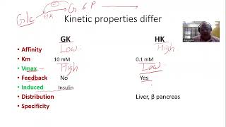 Basic Concepts Enzymes Glucokinase vs Hexokinase [upl. by Nyliret]