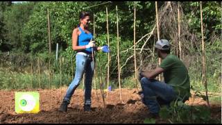 ECO LIFE ΦΥΤΕΥΟΥΜΕ ΕΛΛΗΝΙΚΕΣ ΠΑΡΑΔΟΣΙΑΚΕΣ ΠΟΙΚΙΛΙΕΣ ΛΑΧΑΝΙΚΩΝ [upl. by Onailime]