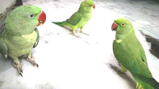 Can Alexandrine Parrot and Indian Ringneck Parrot live together [upl. by Jerrilee]