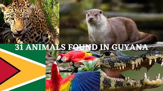 31 Animals found in Guyana [upl. by Parthinia]