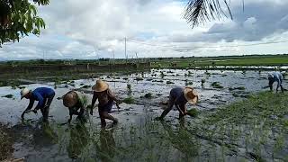 RICE PLANTING farming viralvideo video youtube trending [upl. by Cchaddie]