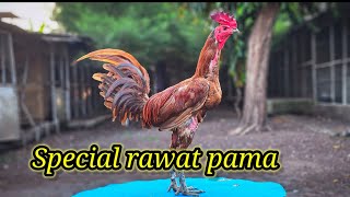 Tips spesial untuk rawatan pama [upl. by Rossner503]