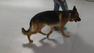 Contracture du muscle gracile droit interne chez le chien [upl. by Nicodemus]