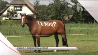 Paard te koop [upl. by Anai]