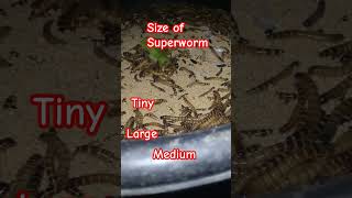 Superworm size tiny medium large [upl. by Lananna425]