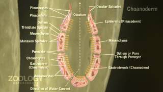 LeucosoleniaBodyWall5 [upl. by Ayidan]