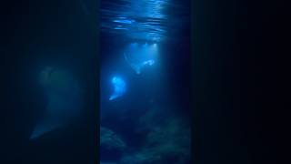 Manta Ray Snorkel at Night in KailuaKona Hawaii [upl. by Nyllaf]