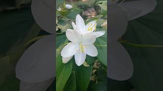 Kachnar Bauhinia variegata Flowering Tree [upl. by Nus214]