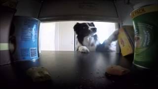 Ratbag Border Collie Home Alone [upl. by Javed108]