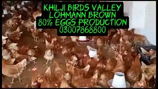 Lohmann Brown 80  Eggs Production Khilji Birds Valley 03007868800 [upl. by Drofiar]