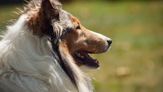 The Shetland Sheepdog A Breed with a Rich History and Enduring Legacy [upl. by Edwine]