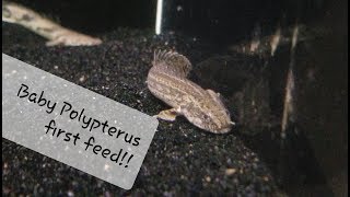 Young Polypterus bichir first feeding [upl. by Eltsirk158]