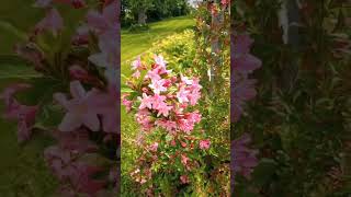 Showing off our beautiful Weigela which is in full bloom and covered with pollinators [upl. by Trici244]