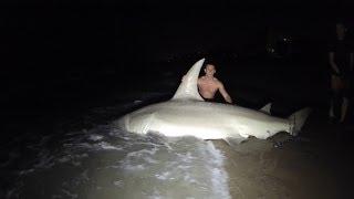 Giant 14ft Hammerhead Caught off the Beach [upl. by Niliram858]