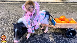 Monkey YiYi takes piglet to buy fruit help YoYo JR [upl. by Isac]