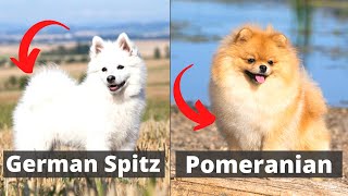 German Spitz vs Pomeranian Which one would be better for you [upl. by Berard]