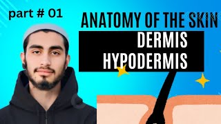 Anatomy of the skin Dermis  layers of Dermis papillary dermis  reticular dermis Hypodermis [upl. by Reamy]