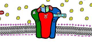 Sedative Drugs Mechanism of Action Benzodiazepines and Barbiturates [upl. by Akenat]