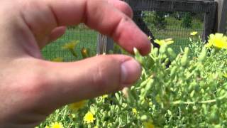 Saving Seed  Lettuce and Borage [upl. by Clerissa]