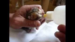 Bottlefeeding a Bengal kitten baby [upl. by Taryn]