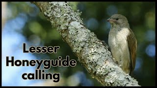 LESSER HONEYGUIDE calling [upl. by Suixela668]