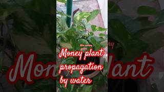 money plant propagation by water shortsfeed [upl. by Giraud78]