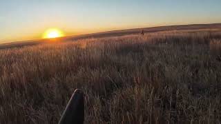 Montana pheasant opener part 2 [upl. by Erdnad]