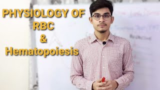 RBC  Hematopoiesis  RBC Count  Hb Concentration [upl. by Eidob]