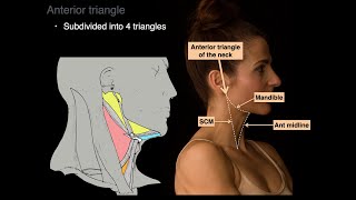 Triangles of the Neck [upl. by Ludewig]