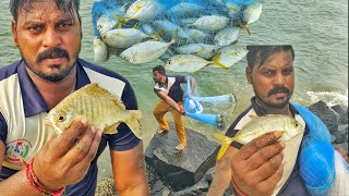 Net fishing Catching Silver Biddy fishes and Yellow Trevally fish in seashore [upl. by Ainollopa]