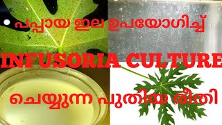 INFUSORIA CULTURE IN PAPAYA LEAF [upl. by Liris]