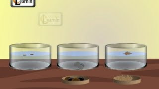 Soluble and insoluble materials  Experiment  Elementary Science [upl. by Chet]