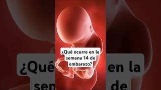 🤔 ¿Qué ocurre en la semana 14 de embarazo 🤰 Síntomas y desarrollo del bebé [upl. by Ottavia680]