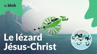 Le lézard JésusChrist l’art de la fuite d’eau  Les superpouvoirs du vivant [upl. by Anitsirc]