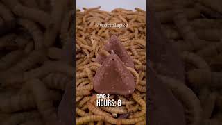 10 000 Mealworms vs TOBLERONE [upl. by Htiekram]