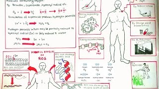 Reactive Oxygen Species and oxidative stress [upl. by Olia657]