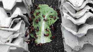 Massive Turkestan Roach aka Blatta Lateralis feeder Roaches Colony feeding on Lettuce roach farming [upl. by Northington]