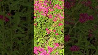 Achillea millefolium ‘Peggy Sue Barnet London September 2024 [upl. by Ahsikahs]