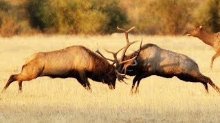 Combat de wapitis impressionnant  ZAPPING SAUVAGE [upl. by Amandy]